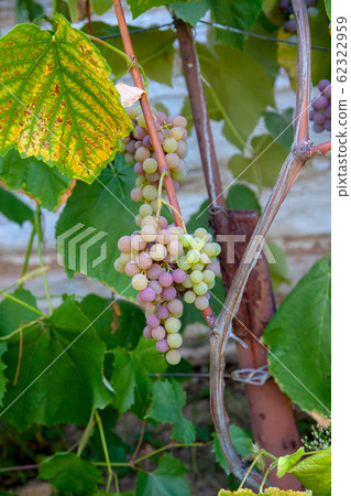 Bunch of grapes with pink and green berries in the 62322959