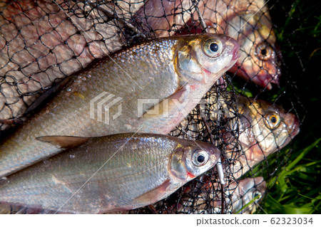 Two freshwater white bream or silver bream on Two freshwater white bream or silver bream on 62323034