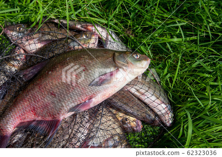 Successful fishing -  big freshwater bream fish on 62323036