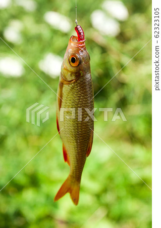 Single common rudd fish on the hook. Single common rudd fish on the hook. 62323105