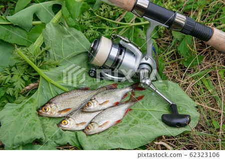 Several common rudd fish on natural background. Several common rudd fish on natural background. 62323106