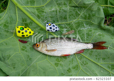 Single common rudd fish and fishing bait on 62323107