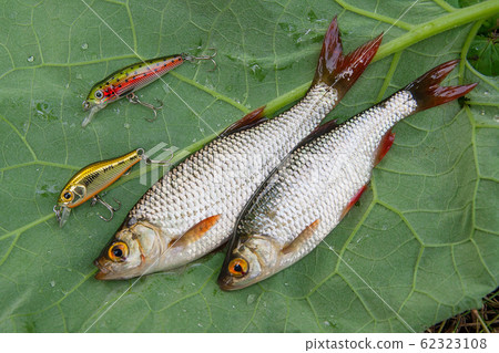 Common rudd fish and fishing baits on natural Common rudd fish and fishing baits on natural 62323108