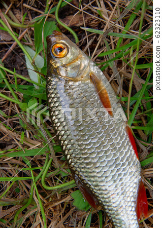 Single common rudd fish on green grass. 62323110