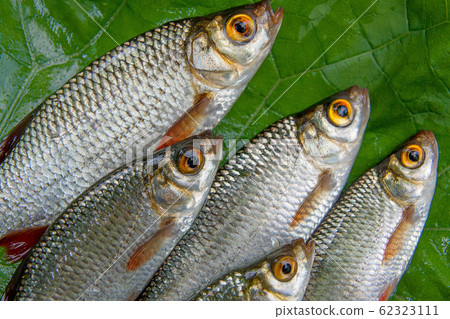Close up view of several common rudd fish on 62323111