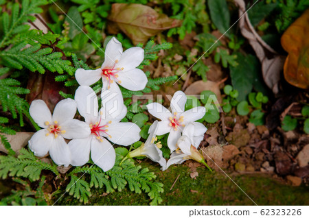 白色油桐花, 五月雪, 客家桐花季,木油桐花 62323226