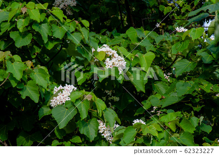 白色油桐花, 五月雪, 客家桐花季,木油桐花 62323227