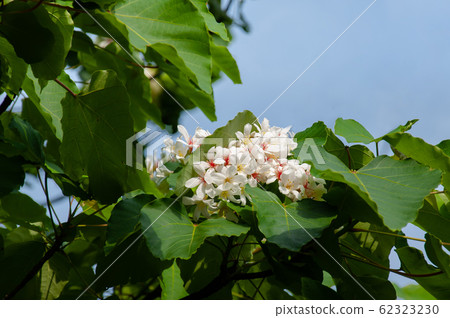 白色油桐花, 五月雪, 客家桐花季,木油桐花 白色油桐花, 五月雪, 客家桐花季,木油桐花 62323230