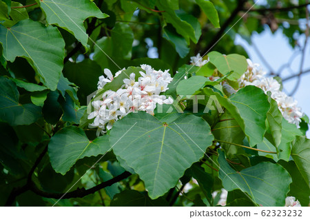 白色油桐花, 五月雪, 客家桐花季,木油桐花 62323232