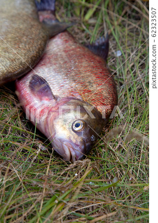 Close up view of big freshwater common bream fish 62323507