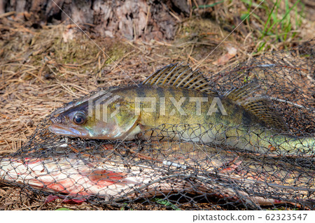 Freshwater zander fish. Freshwater zander fish 62323547