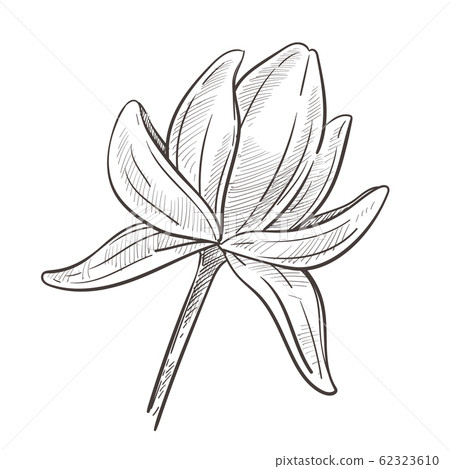 Flower on stem, lotus water plant isolated sketch, Flower on stem, lotus water plant isolated sketch, 62323610