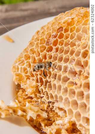 Close up view of the working bee on the honeycomb Close up view of the working bee on the honeycomb 62324002