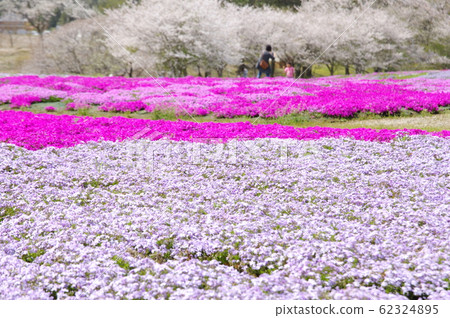 Spring 62324895