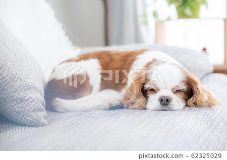 Dog nap Dog nap 62325029
