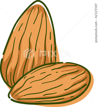Almond Superfood Illustration 62325597