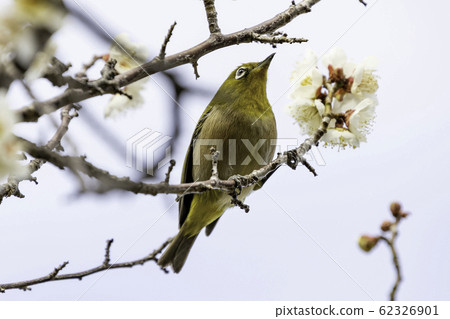 白眼吸梅花蜜 62326901