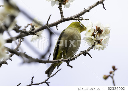 白眼吸梅花蜜 62326902