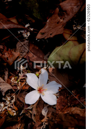 掉落在綠色樹葉上的白色油桐花, 五月雪, 客家桐花季,木油桐花 62326903