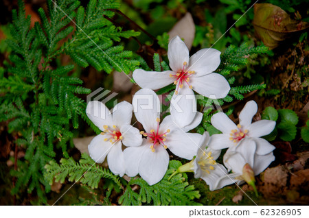 掉落在綠色樹葉上的白色油桐花, 五月雪, 客家桐花季,木油桐花 掉落在綠色樹葉上的白色油桐花, 五月雪, 客家桐花季,木油桐花 62326905