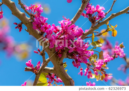 Spring pink blossom floral background 62326973