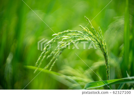 Paddy rice in the rice field meadow 62327100