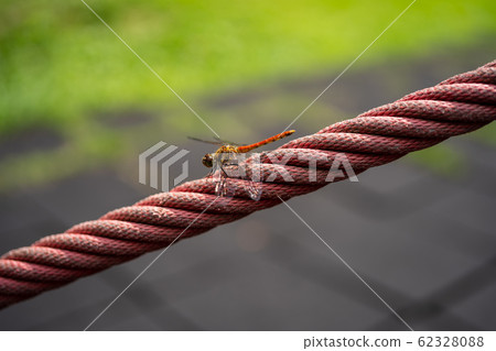 紅蜻蜓 62328088