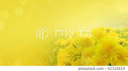 Dandelions on white Dandelions on white 62328819