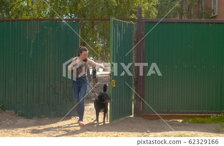 Woman volunteer walking with a dog Woman volunteer walking with a dog 62329166