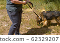 Woman volunteers walking with the dog 62329207