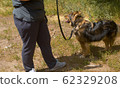 Woman volunteers walking with the dog 62329208