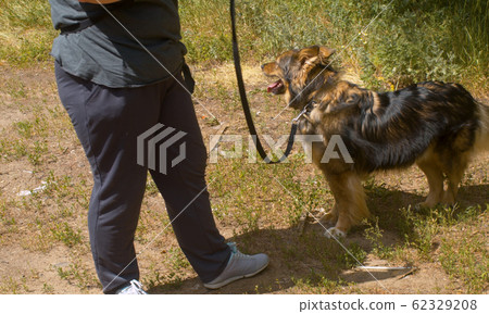 Woman volunteers walking with the dog Woman volunteers walking with the dog 62329208