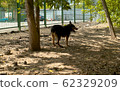 Disabled dog running near the fence 62329209