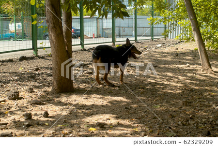 Disabled dog running near the fence 62329209