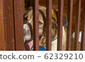 Face of the dog in a cage 62329210