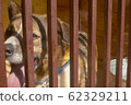 Face of the dog in a cage 62329211