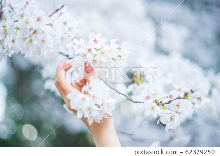 櫻花和女人的手 62329250