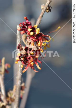 Witch Hazel Diane 62329407