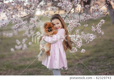 Girl with dog pikines. A dog in the arms of a little girl in a pink dress on a walk in the meadow 62329743
