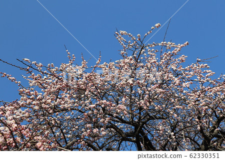 Weeping plum Weeping plum 62330351