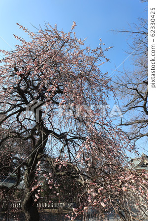 Weeping plum Weeping plum 62330425