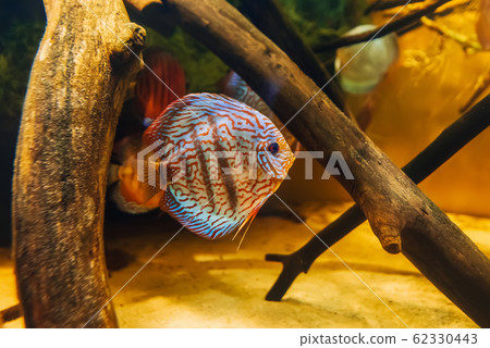 beautiful fish discus Symphysodon aequifasciata axelrodi swim under water 62330443