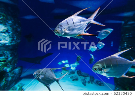 fish Palometa Trachinotus goodei swim in blue water fish Palometa Trachinotus goodei swim in blue water 62330450