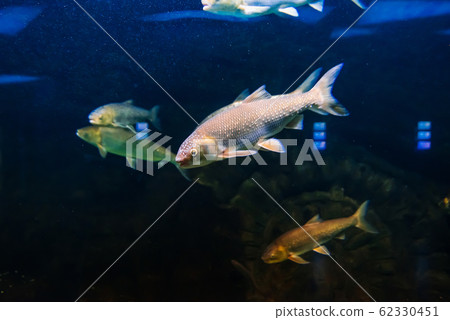 Rutilus frisii fish swim under blue water Rutilus frisii fish swim under blue water 62330451
