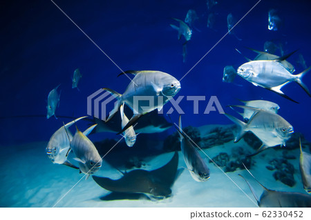 fish Palometa Trachinotus goodei swim in blue water fish Palometa Trachinotus goodei swim in blue water 62330452