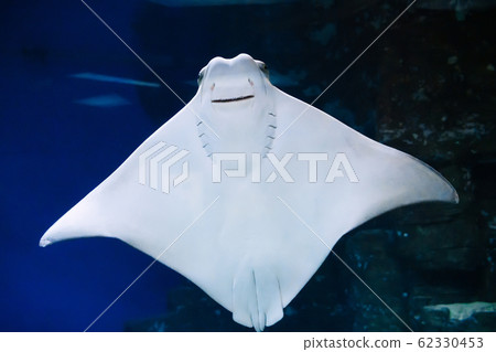 East American stingrays swim in blue water 62330453