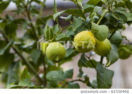 Lemon or organic Lime Tree in Thailand, with three Lemon or organic Lime Tree in Thailand, with three 62330468
