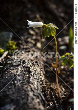 Spring Flowers in Korea 62330881