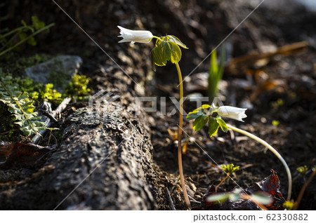 Spring Flowers in Korea 62330882