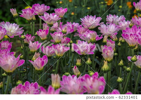 Bouquet, Flower, Plant, Thailand, Agricultural 62331401